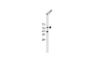 All lanes : Anti-ARRB1 Antibody (C-term) at 1:1000 dilution + mouse liver lysate Lysates/proteins at 20 μg per lane. (beta Arrestin 1 antibody  (C-Term))