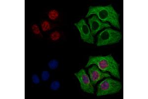 ABIN7094786 and ABIN7098837 staining Hela cells by IF/ICC. (TFAP4 antibody  (C-Term))