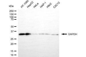 Western blotting analysis using GAPDH (HRP Conjugated) antibody (-HRP).