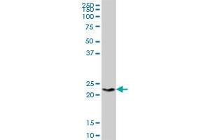 H1FX MaxPab polyclonal antibody. (H1FX antibody  (AA 1-213))