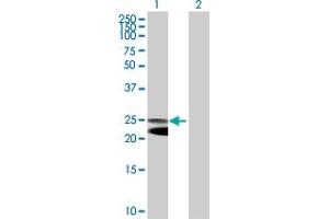 Western Blot analysis of NFAM1 expression in transfected 293T cell line by NFAM1 MaxPab polyclonal antibody.