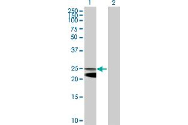 NFAM1 Antikörper  (AA 1-270)