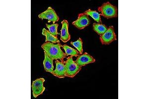 Immunofluorescence analysis of HL-7702 cells using UCP3 mouse mAb (green). (UCP3 antibody  (AA 1-113, AA 217-312))