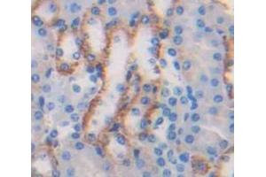 IHC-P analysis of Mouse Tissue, with DAB staining. (Resistin antibody  (AA 21-114))