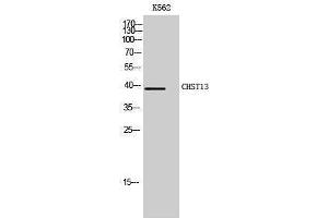 Western Blotting (WB) image for anti-Carbohydrate (Chondroitin 4) Sulfotransferase 13 (CHST13) (Internal Region) antibody (ABIN3183915) (CHST13 antibody  (Internal Region))