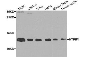 Western blot analysis of extracts of various cell lines, using ATPIF1 antibody. (ATPase Inhibitory Factor 1 antibody  (AA 26-106))