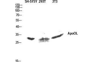 Western Blot (WB) analysis of SH-SY5Y 293T 3T3 lysis using ApoOL antibody.