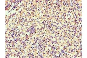 Immunohistochemistry of paraffin-embedded human spleen tissue using ABIN7168880 at dilution of 1:100 (SRGN antibody  (AA 28-158))