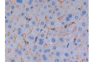 Detection of ALB in Mouse Liver Tissue using Polyclonal Antibody to Albumin (ALB) (Albumin antibody)