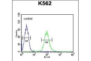 KATL1 Antibody (N-term) (ABIN654187 and ABIN2844038) flow cytometric analysis of K562 cells (right histogram) compared to a negative control cell (left histogram). (KATNAL1 antibody  (N-Term))