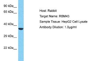 Host: Rabbit Target Name: RBM43 Sample Type: HepG2 Whole Cell lysates Antibody Dilution: 1. (RBM43 antibody  (N-Term))