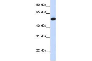 Western Blotting (WB) image for anti-Carcinoembryonic Antigen-Related Cell Adhesion Molecule 16 (CEACAM16) antibody (ABIN2458901) (CEACAM16 antibody)