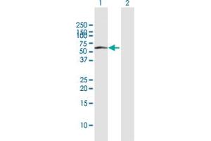 Western Blot analysis of IFIT2 expression in transfected 293T cell line by IFIT2 MaxPab polyclonal antibody. (IFIT2 antibody  (AA 1-484))