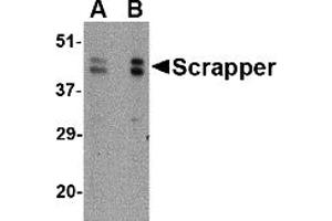 Western Blotting (WB) image for anti-F-Box and Leucine-Rich Repeat Protein 20 (FBXL20) (C-Term) antibody (ABIN1030647) (FBXL20 antibody  (C-Term))