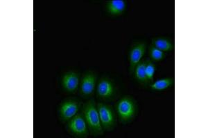 Immunofluorescent analysis of A549 cells using ABIN7153339 at dilution of 1:100 and Alexa Fluor 488-congugated AffiniPure Goat Anti-Rabbit IgG(H+L) (GPR3 antibody  (AA 300-330))