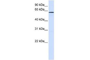 FAM20A antibody used at 1 ug/ml to detect target protein. (FAM20A antibody  (N-Term))
