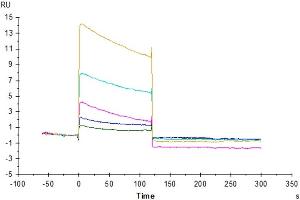 Human Fc gamma RIIB, His Tag captured on CM5 Chip via anti-His antibody can bind Rituximab, hFc Tag with an affinity constant of 9. (FCGR2B Protein (AA 46-217) (His-Avi Tag))