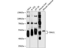 Western blot analysis of extracts of various cell lines, using SMU1 antibody  at 1:1000 dilution. (SMU1 antibody  (AA 1-220))