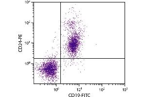 BALB/c mouse splenocytes were stained with Rat Anti-Mouse CD24-PE. (CD24 antibody  (PE))