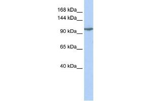 anti-Glutamate Receptor, Ionotropic, Kainate 5 (GRIK5) (Middle Region) antibody
