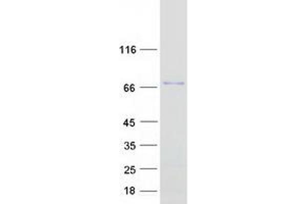 PICALM Protein (Transcript Variant 1) (Myc-DYKDDDDK Tag)