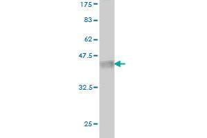 Western Blot detection against Immunogen (37. (LRRFIP1 antibody  (AA 1-105))