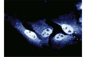 Immunofluorescent staining of HeLa cells. (CDC27 antibody  (AA 145-343))