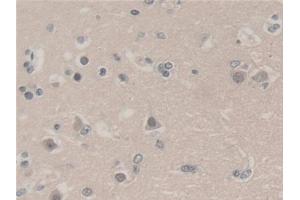 UBA52 antibody  (AA 1-128)