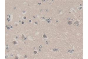 UBA52 antibody  (AA 1-128)