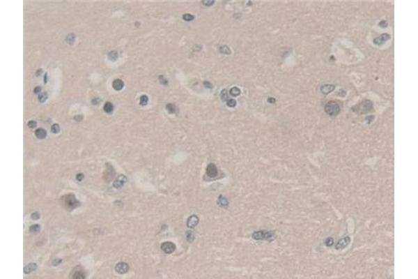UBA52 antibody  (AA 1-128)