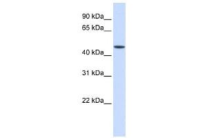 Western Blotting (WB) image for anti-Jumonji Domain Containing 5 (JMJD5) antibody (ABIN2460019) (JMJD5 antibody)
