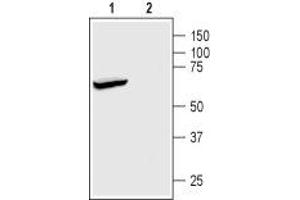 Western blot analysis of rat brain membranes: - 1. (KCNK2 antibody  (Intracellular))