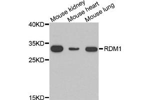 Western blot analysis of extracts of various cell lines, using RDM1 antibody. (RDM1 antibody)