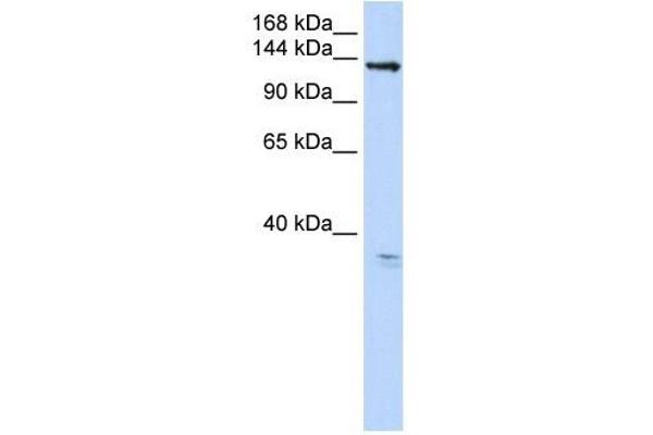 ANO3 antibody  (C-Term)