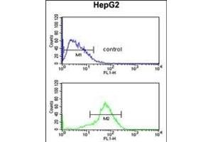 RSAD1 Antibody (C-term) (ABIN651455 and ABIN2840249) flow cytometric analysis of HepG2 cells (bottom histogram) compared to a negative control cell (top histogram). (RSAD1 antibody  (C-Term))