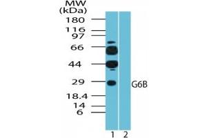 C6orf25 antibody  (AA 1-50)
