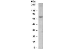 Western blot testing of human spleen lysate with PAD4 antibody at 0. (PAD4 antibody)