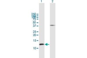Western Blot analysis of GNRH2 expression in transfected 293T cell line by GNRH2 MaxPab polyclonal antibody. (GnRH2 antibody  (AA 1-120))