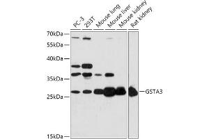 Western blot analysis of extracts of various cell lines, using GST antibody (ABIN7267440) at 1:1000 dilution. (GSTA3 antibody  (AA 1-222))