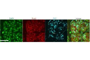 ABIN768610 (4ug/ml) staining of Mouse Submanidbular gland cells (in blue). (BPIFA2 antibody  (AA 146-160))