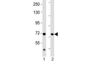 Western blot testing of AACS antibody at 1:2000 dilution. (AACS antibody  (AA 539-573))