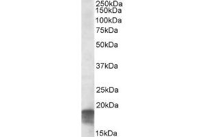 SDHAF1 antibody  (C-Term)