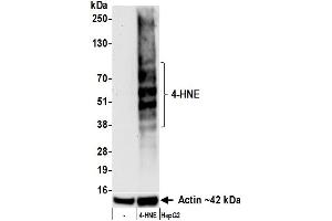 Western Blotting (WB) image for anti-4-Hydroxynonenal (HNE) antibody (ABIN7795712) (Recombinant HNE antibody)
