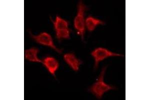 ABIN6276164 staining NIH-3T3 by IF/ICC. (OR5A2 antibody)