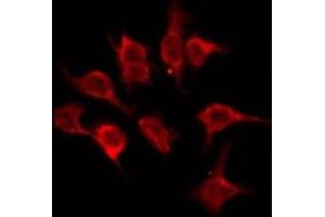 OR5A2 antibody