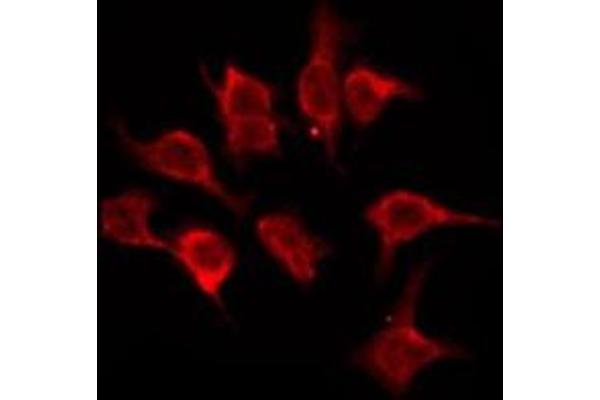 OR5A2 antibody