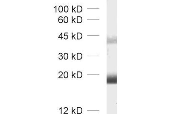 Claudin 11 Antikörper  (AA 188-207)