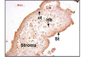 Image no. 3 for anti-Prokineticin 1 (Prok1) (N-Term) antibody (ABIN347051) (Prokineticin 1 antibody  (N-Term))