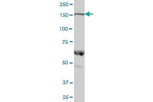 COLEC12 MaxPab polyclonal antibody. (COLEC12 antibody  (AA 1-622))