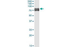 Immunoprecipitation of PTGS1 transfected lysate using anti-PTGS1 MaxPab rabbit polyclonal antibody and Protein A Magnetic Bead , and immunoblotted with PTGS1 purified MaxPab mouse polyclonal antibody (B01P) . (PTGS1 antibody  (AA 1-599))